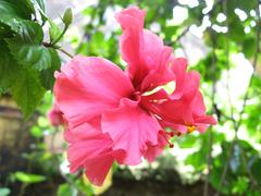 Red Jaba flower with green leaves