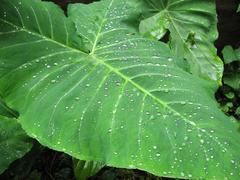 colocasia leaf