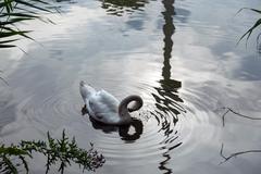 Mute swan and reflection of Donauturm in Irissee at Donaupark in Vienna, Austria