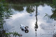 Mute swan in Irissee with Donauturm reflection at Donaupark, Vienna