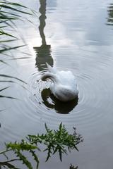 Mute swan and reflection of Donauturm in Irissee at Donaupark, Vienna