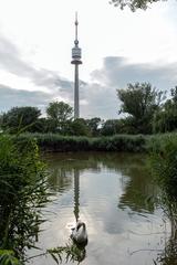 Irissee with Mute swan and Donauturm at Donaupark in Vienna, Austria