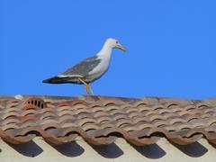 bird perched on a blue surface