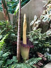 Titan arum (Amorphophallus titanum) in bloom at the Nashville Zoo