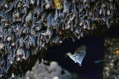 fruit bat hanging upside down