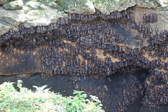 Countless bats at Monfort cave bat sanctuary