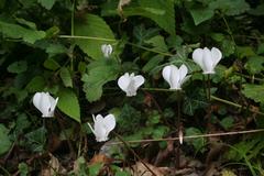 Cyclamen de Naples flower