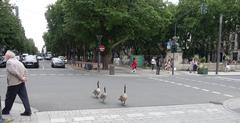 Düsseldorf Königsallee intersection with Theodor-Körner-Straße, three geese crossing from Kö-Graben to Landkrone