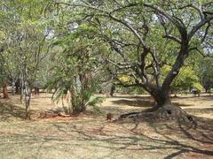 Arboretum in Nairobi