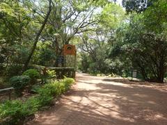 Nairobi Arboretum Park with trees and shaded walkways