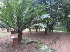 Nairobi Arboretum Park shaded walkway