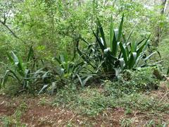 Nairobi Arboretum Park landscape