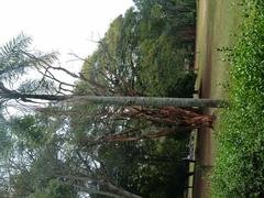 Nairobi Arboretum Park with shaded walkways, picnic lawns, and jogging trails