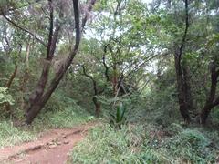 Nairobi Arboretum Park shaded walkways and lush greenery