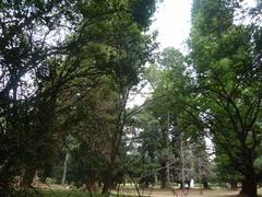 Nairobi Arboretum Park scenic view