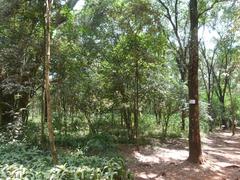 Nairobi Arboretum Park with diverse tree species