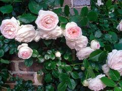 Pink roses in Nakanoshima Park, Osaka