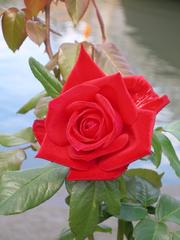 Red Planet rose in full bloom at Nakanoshima Park, Osaka