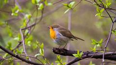 European robin on a branch