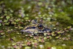 marsh frog floating in water