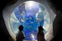 Gentoo Penguins at the National SEA LIFE Centre Birmingham