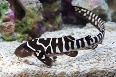 baby zebra shark at SEA LIFE Centre