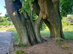 tree gate at Königstein