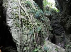 Formosan Macaque on coral rock in Shoushan, Kaohsiung