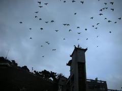 Guandu Temple with freely flying flocks of pigeons