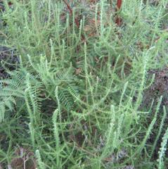 Peninsula Shale Fynbos in Newlands Forest, Cape Town