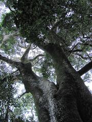 Giant Ironwood tree (Olea capensis macrocarpa) in Newlands Forest, Cape Town.