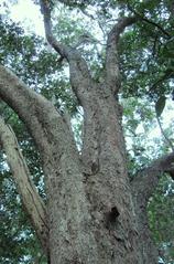 Indigenous Olinia ventosa tree in Newlands Forest, Cape Town