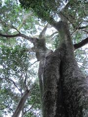 Giant Ironwood tree on the slopes of Table Mountain, Cape Town