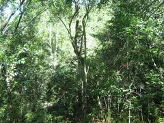 Afromontane trees in Newlands indigenous forest, Cape Town