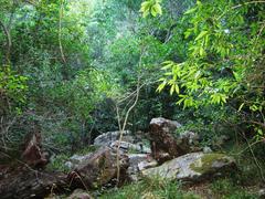 Dense afromontane forest in Newlands, Cape Town