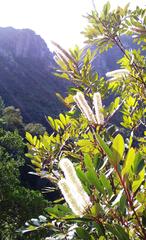 Cunonia Capensis flowers in Newlands forest