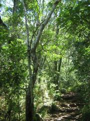 Indigenous South African woodland at Newlands Forest