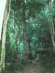 Indigenous afrotemperate woodland at Newlands Forest, Cape Town