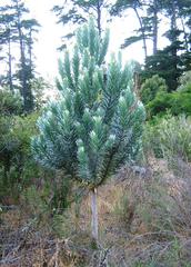 young Silvertree in Newlands Forest