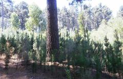 Seedlings of invasive European Pines in Newlands Forest