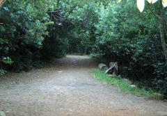 road in Newlands Forest surrounded by indigenous afromontane trees