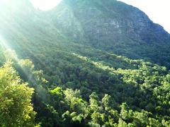 Newlands Forest with Devil's Peak in the background, Cape Town