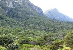 eastern flank of Table Mountain with afro-temperate forest canopy