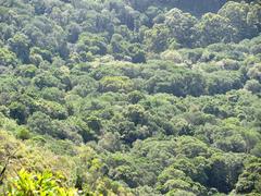 Southern Afrotemperate forest in Newlands viewed from flank of Table Mountain