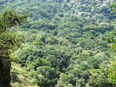 Newlands Forest viewed from Table Mountain