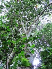 Ocotea bullata, the Black Stinkwood tree in Newlands Forest, Cape Town