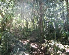 Afrotemperate indigenous woodland in Newlands Forest, Cape Town