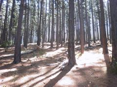 Commercial pine plantations at Newlands Forest in Cape Town