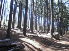 commercial pine plantations at Newlands Forest, Cape Town