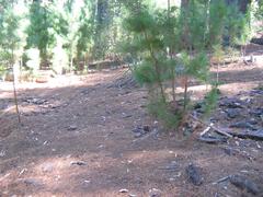 pine trees at Newlands Forest